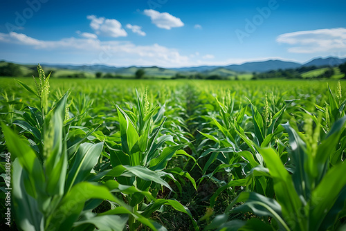 Vibrant green field of corn crop