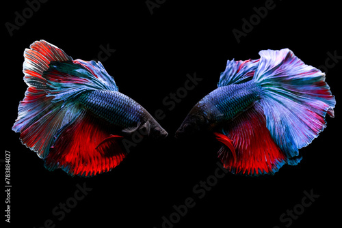 Betta fish with its wonderful colors. Black background. Betta splendens. © serkanmutan