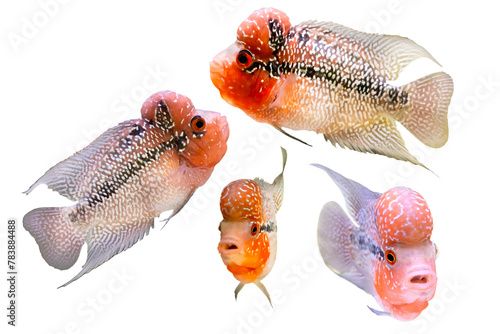 One of the most interesting fish.  Flowerhorn. White background. Isolated images.