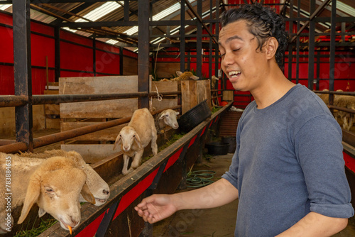 Man was feeding the sheep Ovis aries on the national farm The photo is suitable to use for farm poster and animal content media.