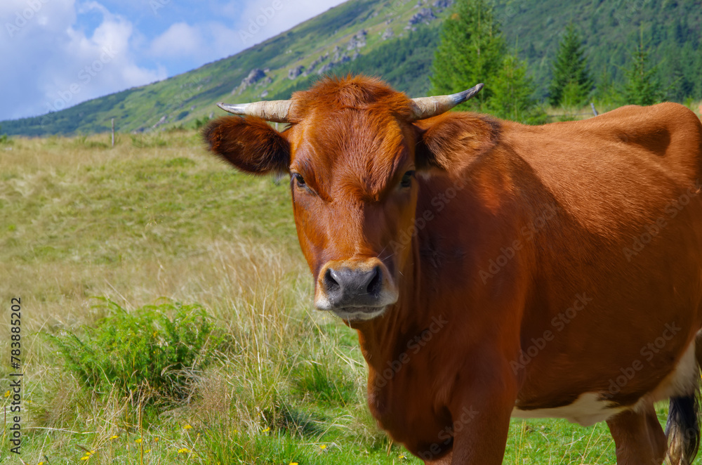 red cow in the field eating grass