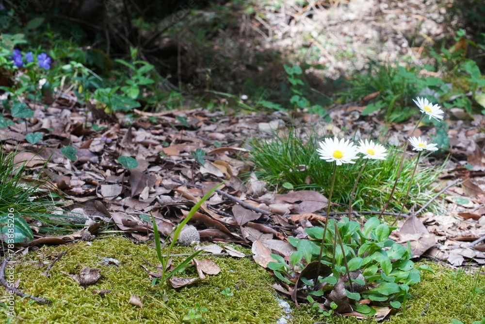 Mountain river with a wooden bridge. Paths, lawns, beautiful wild flowers. Waterfall Mountain river with a wooden bridge. Paths, lawns, beautiful wild flowers. Waterfall