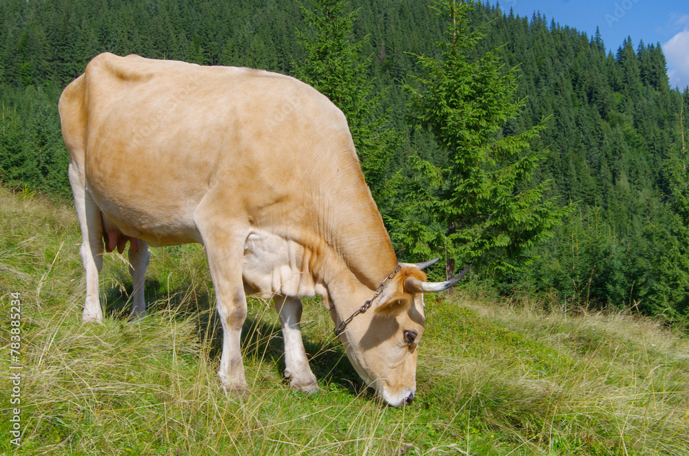 a cow in the field eating grass a cow in the field eating grass