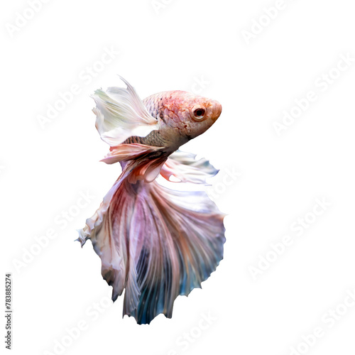 Betta fish with its wonderful colors. Isolated image. White background.