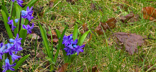 Beautiful hyacinth and tulip flowers growing outdoors