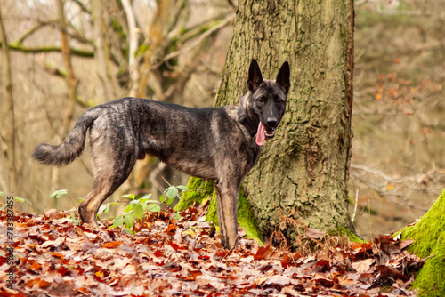Foto Male Dutch Herder x Belgian Malinois, aged 12 months explores autumn woodland wi