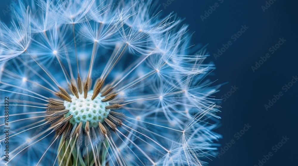 Naklejka premium Macro photography of a dandelion seed head
