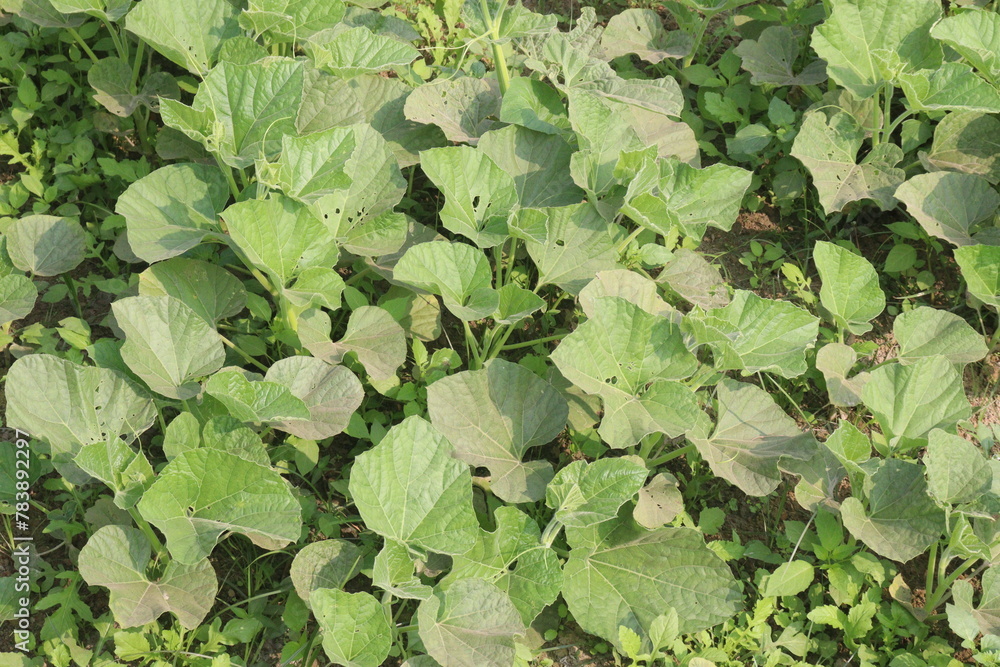 Bottle gourd plant on farm for sell Bottle gourd plant on farm for sell