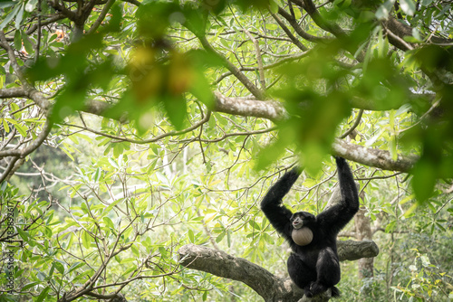 Black siamang gibbon ape screaming in the jungle amongst the foliage , Taipei, Taiwan