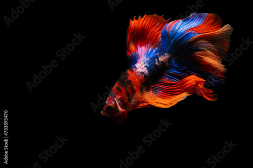Betta fish, siamese fighting fish isolated on black background