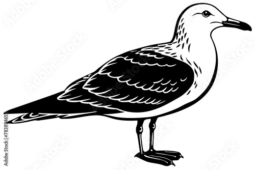 seagull-silhouette-vector-illustration