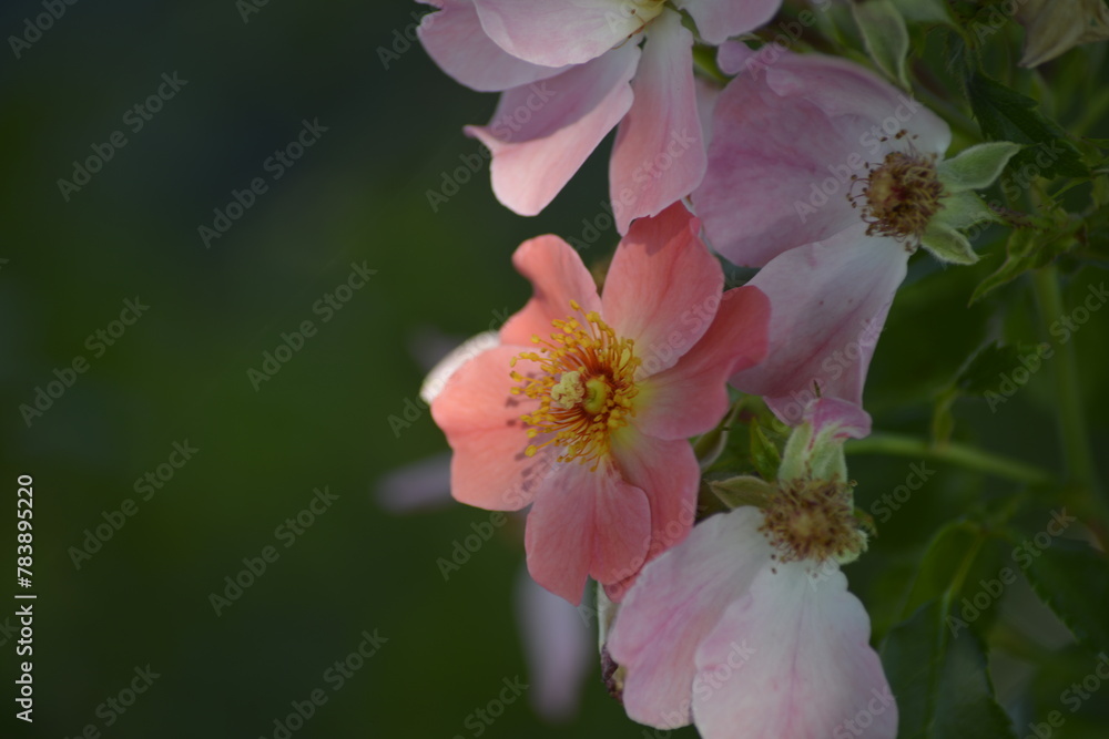 Obraz premium Zarte rosa Wildrosenblüten im Fokus-Romantik, Natur, Sommerlicht