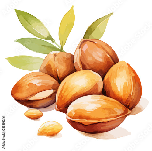 Watercolor drawing clipart of a Argan nut, isolated on a white background, Illustration painting, Argan nut vector, drawing, design art, clipart image, Graphic logo