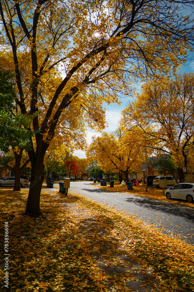Autumn in the Suburbs Autumn in the Suburbs