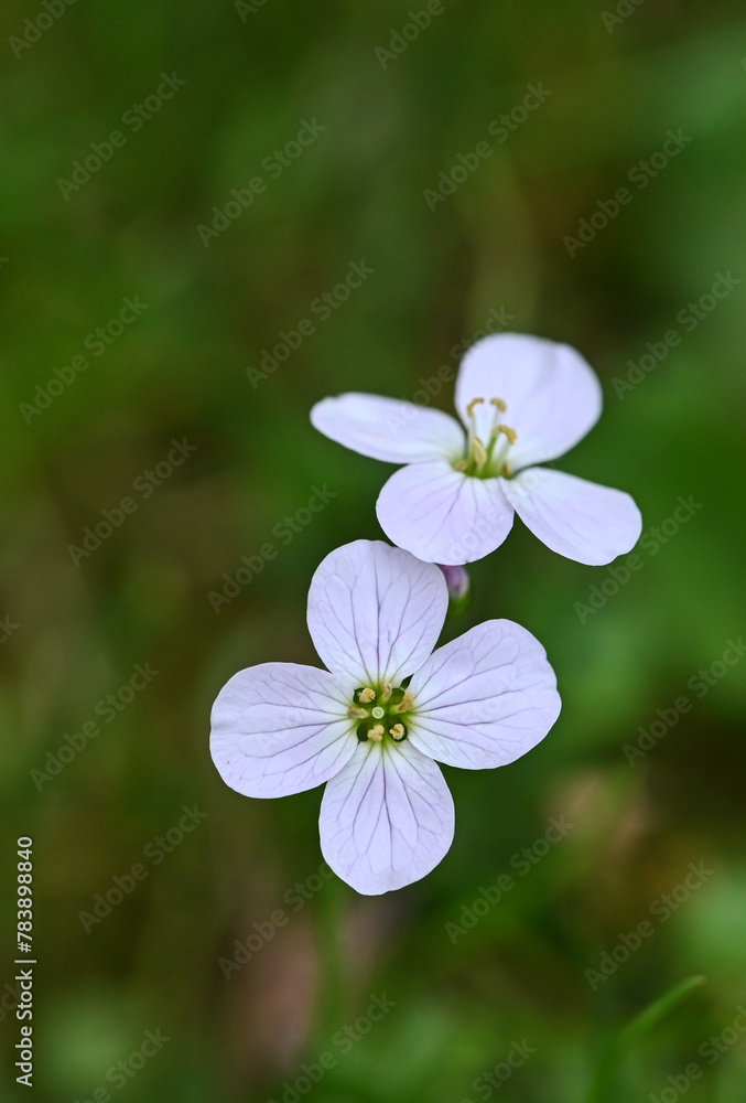 Beautiful close-up of a cardamine pratensis flower Beautiful close-up of a cardamine pratensis flower