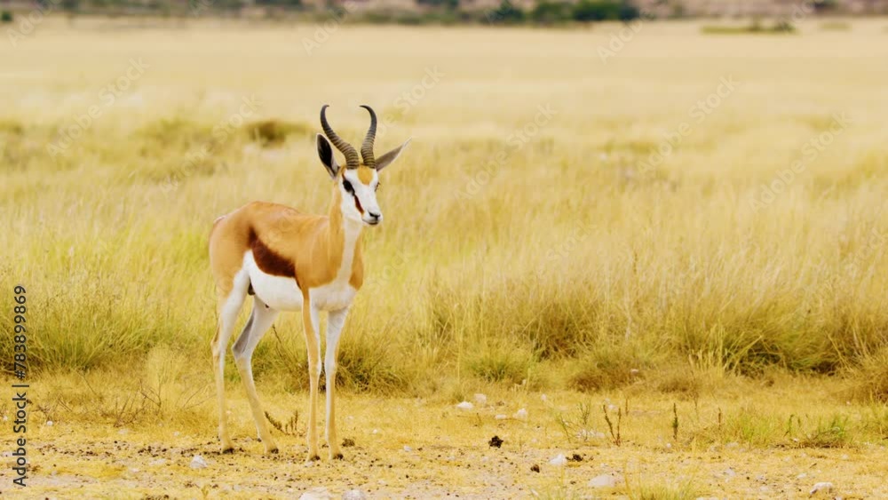 A beautiful springbok antelope standing and waving its tail and looking straight into the camera at Mabuasehube, Botswana, South Africa A beautiful springbok antelope standing and waving its tail and looking straight into the camera at Mabuasehube, Botswana, South Africa