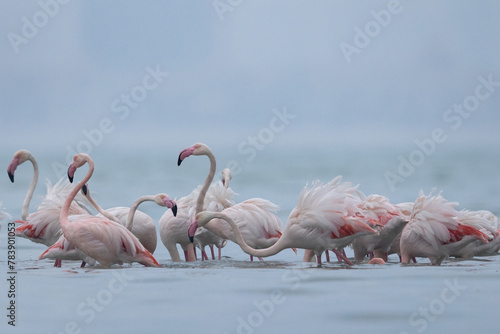 Greater Flamingos at Eker creek in the morning, Bahrain