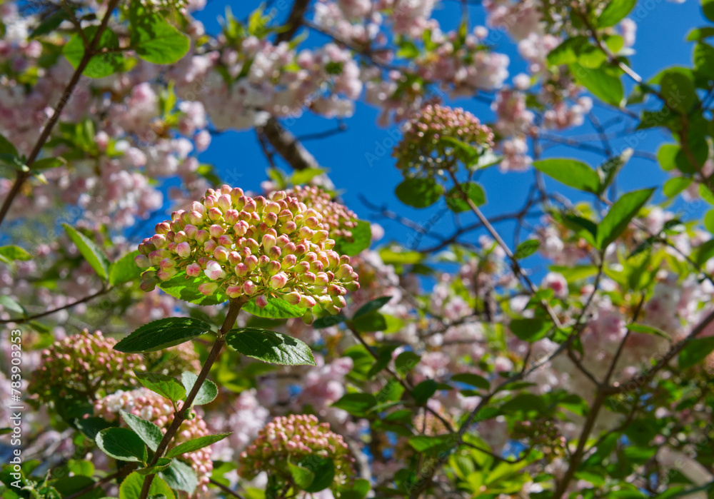 snowball flower with cherry blossoms in the backround snowball flower with cherry blossoms in the backround