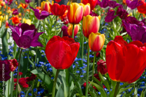 mixed colors tulips