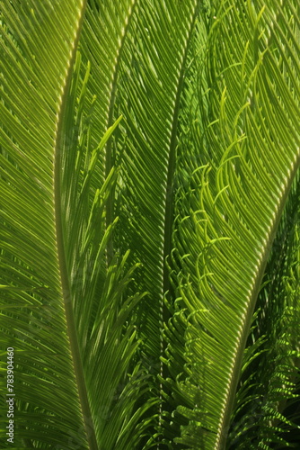 green leaf background