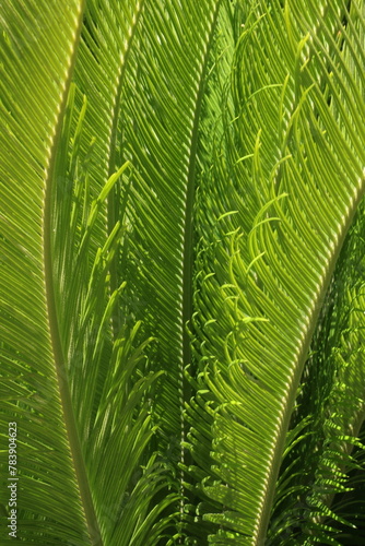 green leaf texture