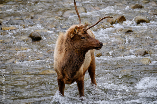 Single Antlered Bull Elk or Wapiti standing in the Oconaluftee River in the Smoky Mountains of North Carolina near Cherokee