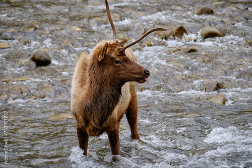 Single Antlered Bull Elk or Wapiti standing in the Oconaluftee River in the Smoky Mountains of North Carolina near Cherokee