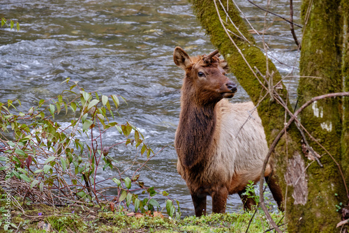 Elk or Wapita coming out of the waters of the Oconaluftere River in the Smoky Mountains of north Carolina photo