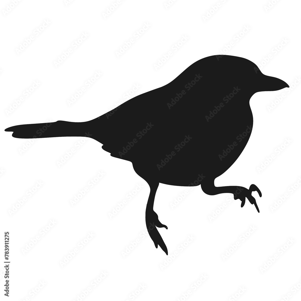 Obraz premium Thamnophilus Multistriatus