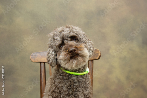 Poodle dog sitting looking at camera and wearing a led collar. Isolated on green defocused background
