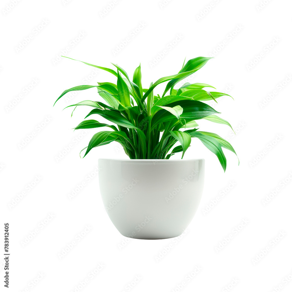 Plant in a pot. Isolated on transparent background.