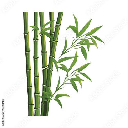 Fototapeta Naklejka Na Ścianę i Meble -  Bamboo vector illustration