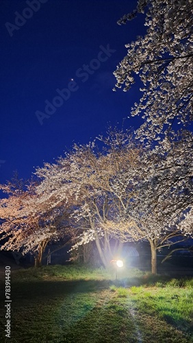 桜　ライトアップ　cherry blossom light up photo