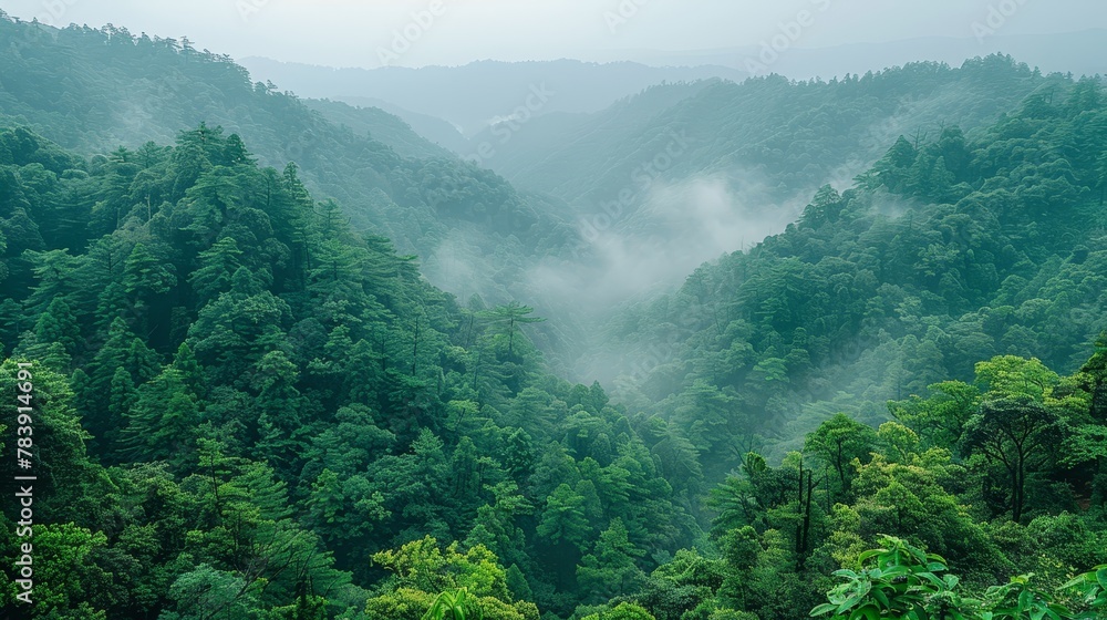   A forest teeming with numerous green trees shrouded in fog, distant landscapes veiled by misty clouds - obrazy, fototapety, plakaty 