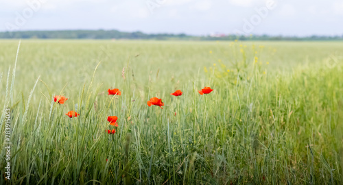 Red poppy flowers in a field among green grass, copy space