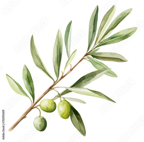 Watercolor Illustration painting of olive with leaves, isolated on a white background, Olive clipart, Olive vector, Olive painting, Olive art, drawing clipart, Olive Graphic.