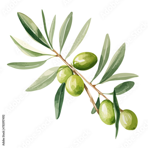 Watercolor Vector painting of a Olive, isolated on a white background, Olive vector, Olive clipart, Olive art, Olive painting, Olive Graphic, drawing clipart.
