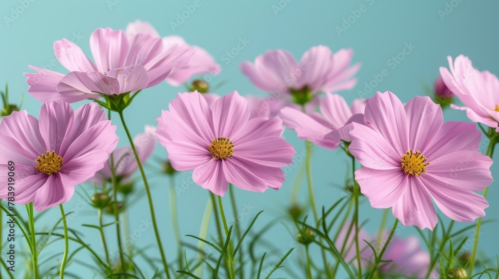 A background of pink flowers against a blue sky A background of pink flowers against a blue sky