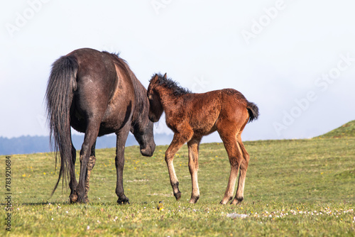Mother horse and foal in green meadows. Wild horse and foal. Farm life. Horizontal photo. No people. Rural. Mare. Baby.