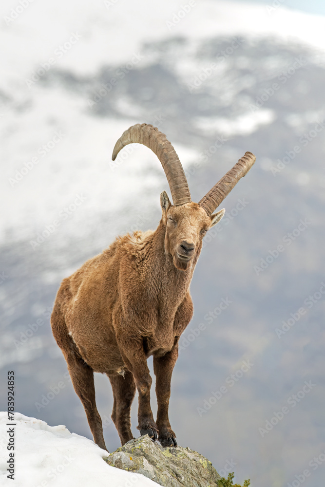Impressive large male Alpine Ibex (also said wild mountain goat - Capra ibex) standing at the edge of a ravine against snowy slopes background, taken in the Italian Alps, Vertical, March.