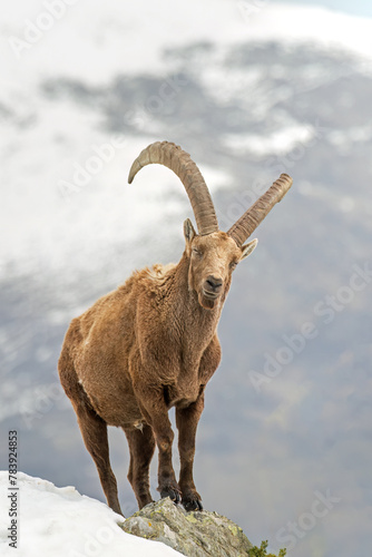 Obraz na płótnie Impressive large male Alpine Ibex (also said wild mountain goat - Capra ibex) standing at the edge of a ravine against snowy slopes background, taken in the Italian Alps, Vertical, March. w salonie