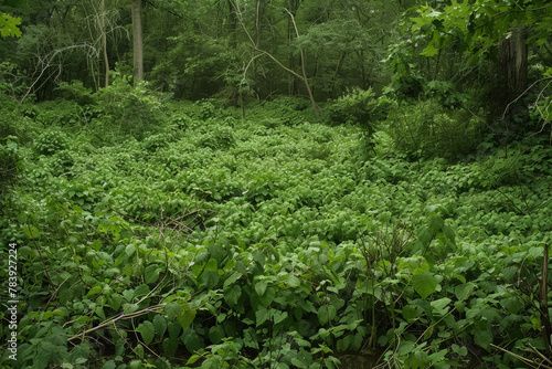 Invasive Green Plant Overgrowth in Forest