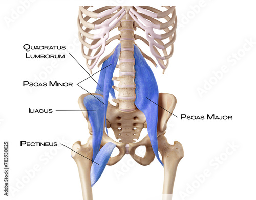Фотография Hip and lower back of the deep front line - pectineus, psoas minor, psoas major,