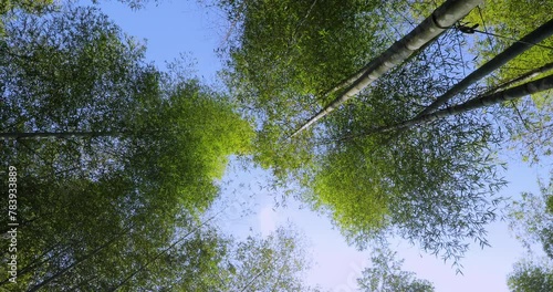 Everbright, shooting, forest, fresh and green green, bamboo forest, bamboo photo