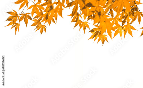 Yellow Japanese maple autumn leaves branches isolated cuout on transparent photo