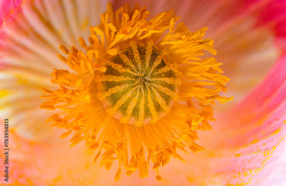 Macrophotography of the red poppy interior where the ovary, phytes and anthers are visible. Macrophotography of the red poppy interior where the ovary, phytes and anthers are visible.