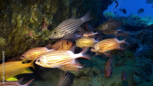 A group of fish swimming in the ocean. The fish are striped and have different colors. The scene is lively and full of movement. The underwater world of the Red Sea. photo