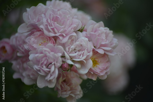 Eine blühende Rose in ihrer Natur