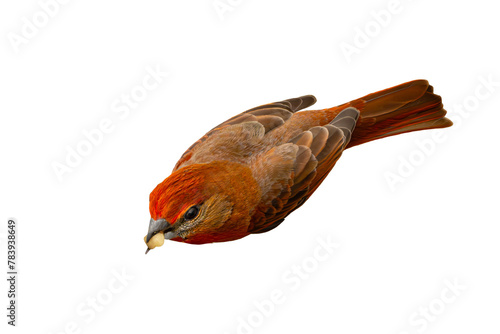 Hepatic Tanager (Piranga flava) High Resolution Photo, in Flight, Over a Transparent PNG Background