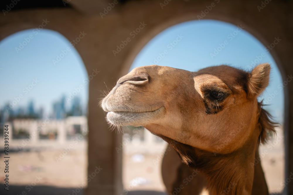 Obraz premium Head of camel in stables near Souq Waqif. Historic district of Doha in Qatar..
